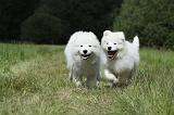 SAMOYEDE 044